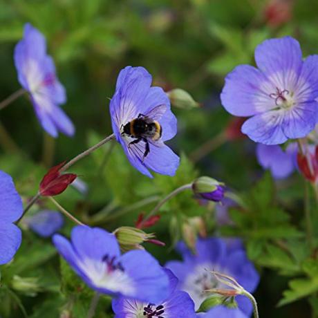 Die Herbst- und Winterbepflanzung im Blumenkasten bringt gute Laune und Farbenpracht Geranium Hybride 'Rozanne' - blauweiß