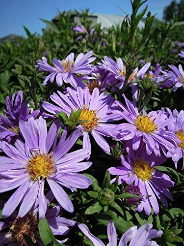 Die Herbst- und Winterbepflanzung im Blumenkasten bringt gute Laune und Farbenpracht Kissen-Aster 'Island Barbados' - violett
