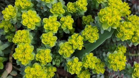 Die Herbst- und Winterbepflanzung im Blumenkasten bringt gute Laune und Farbenpracht Die Walzen- Wolfsmilch verträgt Frost und Temperaturen bis zu -23 Grad Celsius.
