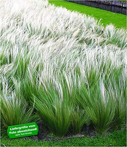 Die Herbst- und Winterbepflanzung im Blumenkasten bringt gute Laune und Farbenpracht BALDUR-Garten Mädchenhaargras Federgras (Stipa)