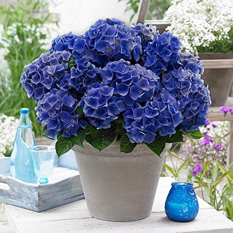 Die Herbst- und Winterbepflanzung im Blumenkasten bringt gute Laune und Farbenpracht Hydrangea macrophylla | Blaue Hortensie