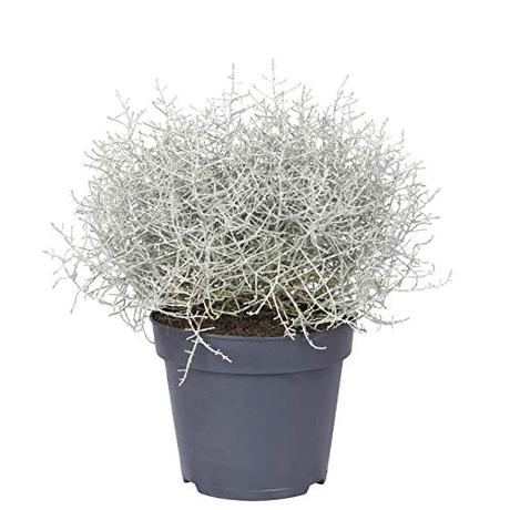 Die Herbst- und Winterbepflanzung im Blumenkasten bringt gute Laune und Farbenpracht Pflanzen Kölle Silberdraht, Calocephalus brownii XL