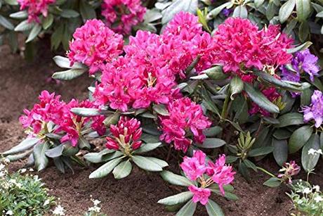 Die Herbst- und Winterbepflanzung im Blumenkasten bringt gute Laune und Farbenpracht Rhododendron Nova Zembla Alpenrose rot