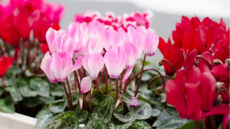 Die Herbst- und Winterbepflanzung im Blumenkasten bringt gute Laune und Farbenpracht Herbst-Alpenveilchen ist empfindlich gegenüber Frost.