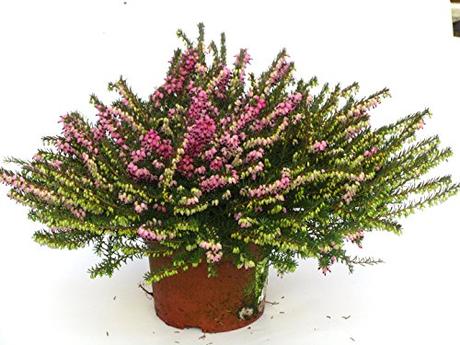 Die Herbst- und Winterbepflanzung im Blumenkasten bringt gute Laune und Farbenpracht Erica darleyensis - rot