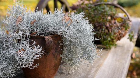 Die Herbst- und Winterbepflanzung im Blumenkasten bringt gute Laune und Farbenpracht Das Gitterkraut gehört zu den Korbblütern.