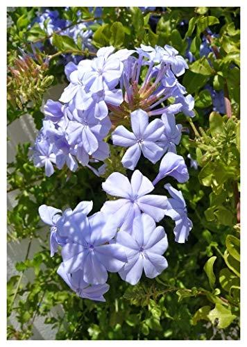 Die Herbst- und Winterbepflanzung im Blumenkasten bringt gute Laune und Farbenpracht Bleiwurz (Plumbago auriculata)