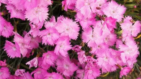 Die Herbst- und Winterbepflanzung im Blumenkasten bringt gute Laune und Farbenpracht Die Zwerg-Pfingst-Nelke erstrahlt ganzjährig mit ihren farbkräftigen Blüten.