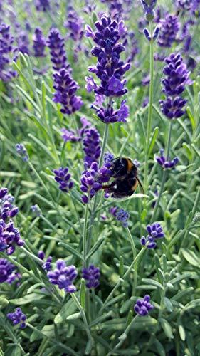 Die Herbst- und Winterbepflanzung im Blumenkasten bringt gute Laune und Farbenpracht Lavendel (Lavandula angustifolia)
