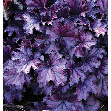 Die Herbst- und Winterbepflanzung im Blumenkasten bringt gute Laune und Farbenpracht Die Herbst- und Winterbepflanzung im Blumenkasten bringt gute Laune und Farbenpracht