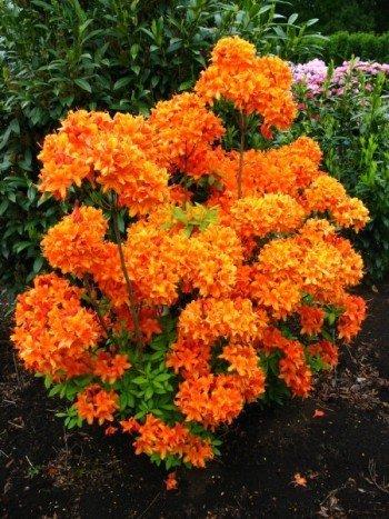 Die Herbst- und Winterbepflanzung im Blumenkasten bringt gute Laune und Farbenpracht Azalee Rhododendron - bronzgelb