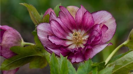 Die Herbst- und Winterbepflanzung im Blumenkasten bringt gute Laune und Farbenpracht Die Christrose erstrahlt in weißen und rosafarbenen Blüten.