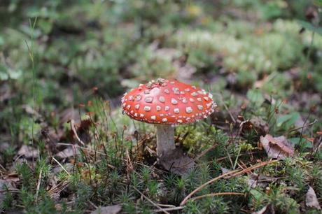 3 Produkte, um Pilze im Garten zu bekämpfen Fliegenpilz im Moos und Waldboden