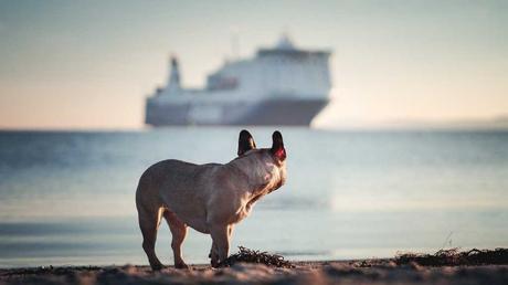 Fakten über Hunde, die du bestimmt noch nicht kanntest Einer der Fakten, die du über Hunde noch nicht kanntest ist, dass es Hunde auf der Titanic gab. Drei von ihnen haben es sogar auf die Rettungsboote geschafft und konnten gerettet werden.