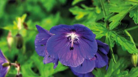 15 beliebte Schattenpflanzen! Die Blüten des Storchschnabels erstrahlen zwischen Mai und September in braunen, rosa oder weißen Farbtönen.