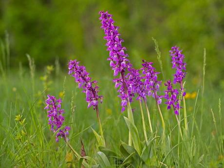 15 beliebte Schattenpflanzen! Die breitblättrige Knabenkraut-Orchidee, mit ihren hellrosa bis purpurroten Blättern, ist vom Aussterben bedroht und steht unter Naturschutz.