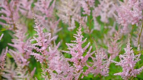 15 beliebte Schattenpflanzen! Die rosa weißen Blütenrispen der Astilbe sind als Schattenpflanze ein absoluter Hingucker.
