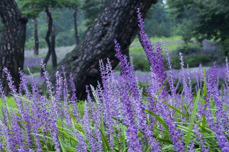 15 beliebte Schattenpflanzen! Die violetten Traubenlilien dürfen in keinem Schattengarten fehlen.