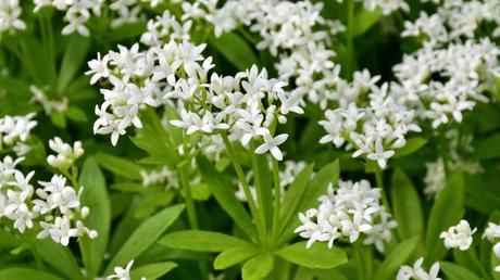 15 beliebte Schattenpflanzen! Der Waldmeister ist ein wohlriechendes heimisches Wildkraut, welches sowohl zu den Schattenpflanzen als auch zu den Heilkräutern zählen kann.
