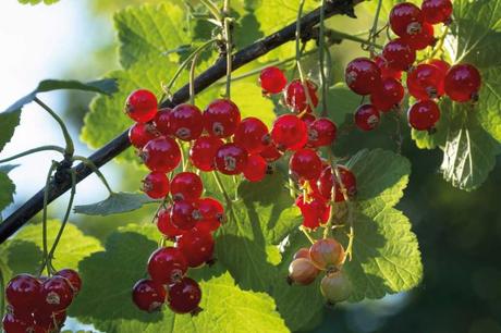 15 beliebte Schattenpflanzen! Als Schattenpflanze eignet sich auch ideal der Johannisbeerstrauch mit seinen köstlichen Früchten.