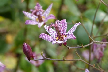 15 beliebte Schattenpflanzen! Die Krötenlilie ist pflegeleicht und ähnelt mit ihren gepunkteten Blüten optisch einer Orchidee.