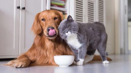Haustiere im eigenen Garten bestatten – Das gilt es zu beachten Hund und Katze spielen miteinander