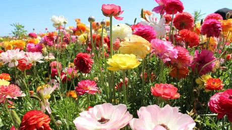 Tipps für den Blumengarten Blumen unter blauem Himmel