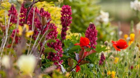 Tipps für den Blumengarten Unterschiedliche Blumen im Garten