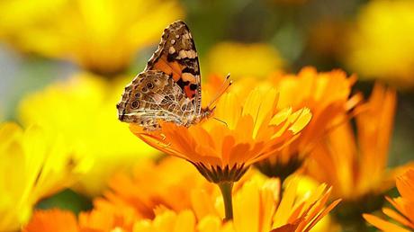 Tipps für den Blumengarten Gelbe Blume mit Schmetterling