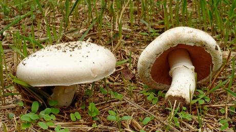11 essbare Pilze und wie Sie diese erkennen Zwei Wiesenchampignons zwischen Pflanzen