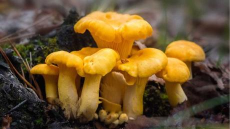 11 essbare Pilze und wie Sie diese erkennen Pfifferlinge auf Blättern