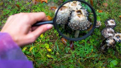 11 essbare Pilze und wie Sie diese erkennen Mit einer Lupe Pilze erkennen