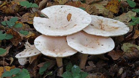 11 essbare Pilze und wie Sie diese erkennen Mönchskopf Pilz auf der Erde