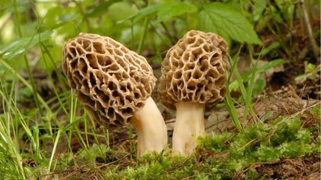 11 essbare Pilze und wie Sie diese erkennen Zwei Speisemorcheln auf dem Boden