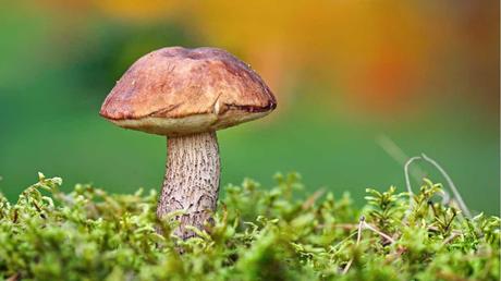 11 essbare Pilze und wie Sie diese erkennen Birkenpilz in der Natur