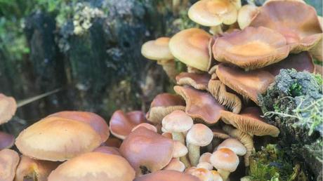 11 essbare Pilze und wie Sie diese erkennen Stockschwämmchen zwischen Holz