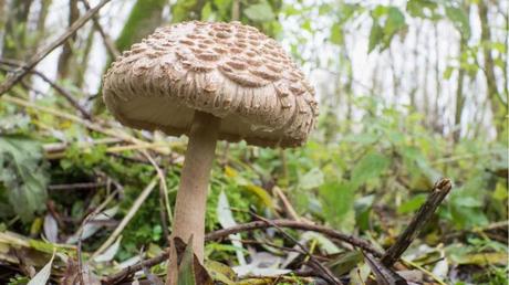 11 essbare Pilze und wie Sie diese erkennen Safranschirmling in der Nahaufnahme