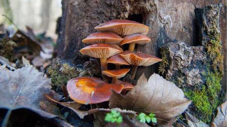 11 essbare Pilze und wie Sie diese erkennen Samtfußrübling Pilz im Wald
