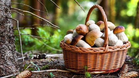 11 essbare Pilze und wie Sie diese erkennen Steinpilze in einem Korb