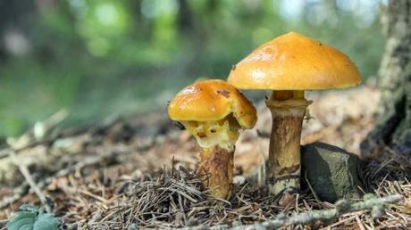 11 essbare Pilze und wie Sie diese erkennen Zwei Goldröhrlinge auf dem Boden