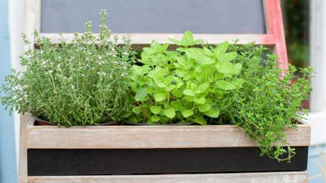 Welche Kräuter passen zusammen? Thymian und Salbei in einem Blumenkasten