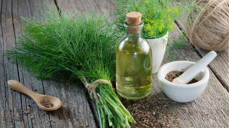 Welche Kräuter passen zusammen? Dill steht auf einem Tisch mit einer kleinen Ölflasche