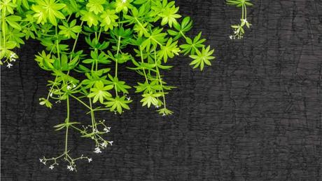 Welche Kräuter passen zusammen? Waldmeister vor dunklem Hintergrund