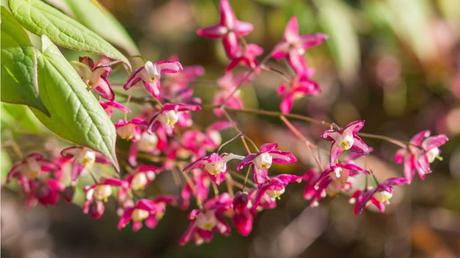 12 niedrige winterharte Stauden für die ganzjährige Gartenbepflanzung Nahaufnahme der Blüten des Elfenbeins