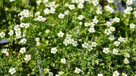 12 niedrige winterharte Stauden für die ganzjährige Gartenbepflanzung Nahaufnahme von den Blüten des Sternmooses