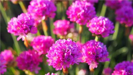 12 niedrige winterharte Stauden für die ganzjährige Gartenbepflanzung Nahaufnahme der rosa Blühte der Grasnelke