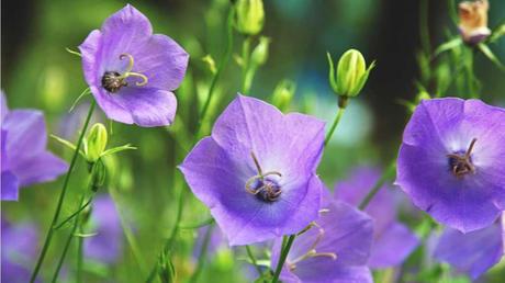 12 niedrige winterharte Stauden für die ganzjährige Gartenbepflanzung Nahaufnahme der lila Blüten der pfirsichblättrigen Glockenblume