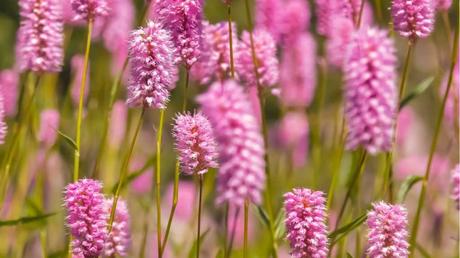 12 niedrige winterharte Stauden für die ganzjährige Gartenbepflanzung Nahaufnahme der Blüte des Schlangenknöterich