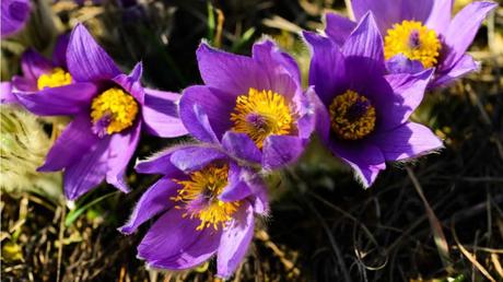 12 niedrige winterharte Stauden für die ganzjährige Gartenbepflanzung Nahaufnahme der lila Blühte der Küchenschelle