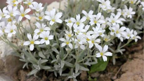 12 niedrige winterharte Stauden für die ganzjährige Gartenbepflanzung Hornkraut Silberteppich Nahaufnahme im Blumenbeet